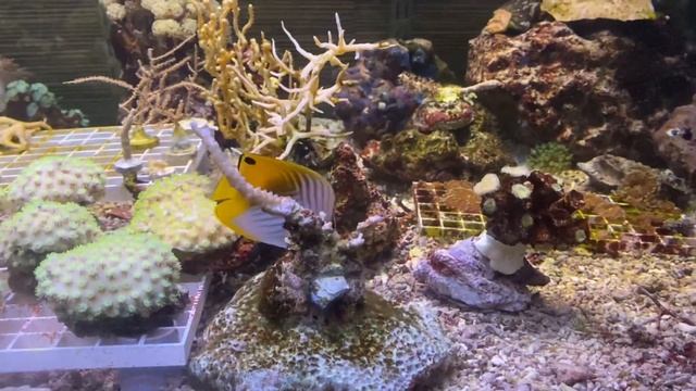 Рыба-бабочка и заяц преобразили аквариум! смотреть онлайн