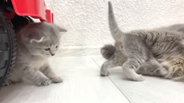 While the foster kitten sleeps sweetly, mom cat watches Teddy and Chloe смотреть онлайн