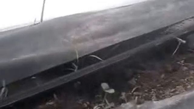 капельный полив у огурца смотреть онлайн