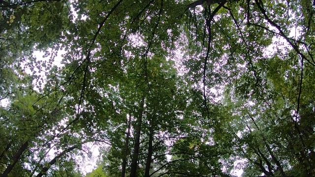 Куда сходить в Питере осенью? В Парк ЦПКО. Парки Питера. смотреть онлайн