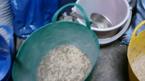 Кормление коров в сухостойный период //Сухое зерно в рационе у коров//Кормление коров зимой/