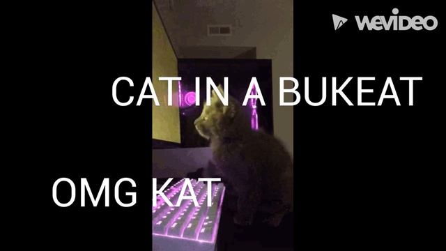 CAT BUKET смотреть онлайн