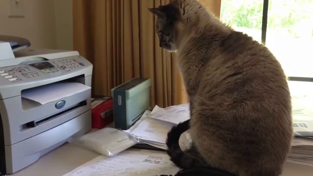 My New Assistant смотреть онлайн