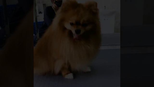 Стрижка Шпица