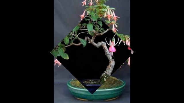 Growing Fuchsia Bonsai смотреть онлайн