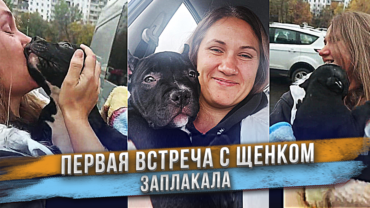 Я так долго его ждала! Заплакала при встрече с щенком. смотреть онлайн