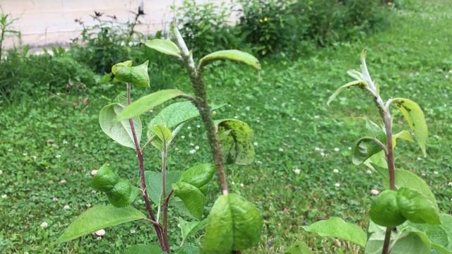 Тля на розах как бороться без химии?