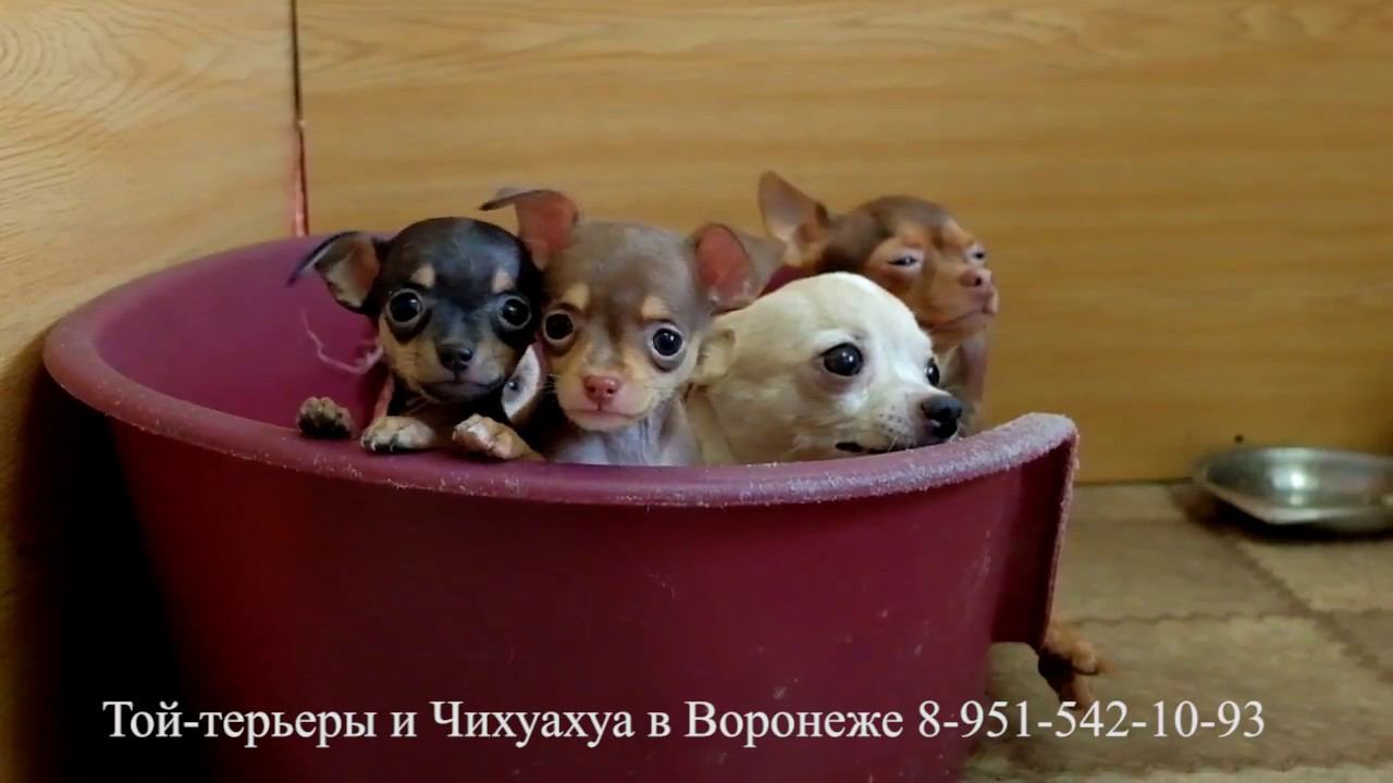 Той терьер Чихуахуа Щенки. смотреть онлайн