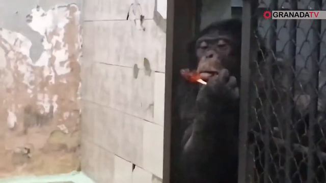 Питомцев зоопарка угостили леденцами смотреть онлайн