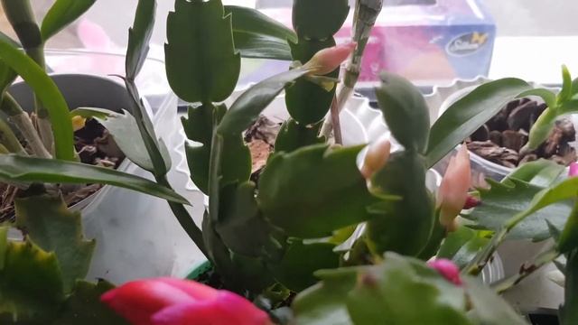 Шлюмбергера декабрист лесной кактус рождественик смотреть онлайн