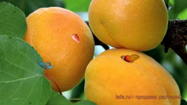 Абрикос обыкновенный Любительский (lyubitelskij) ? обзор: как сажать, саженцы абрикоса Любительский