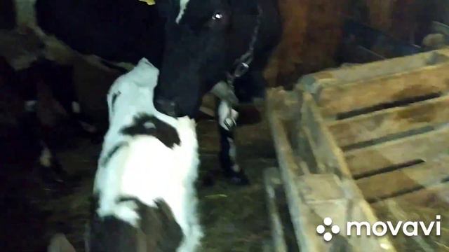 Про теленка по вашим просьбам. Лпх дом велеса - жизнь за городом смотреть онлайн