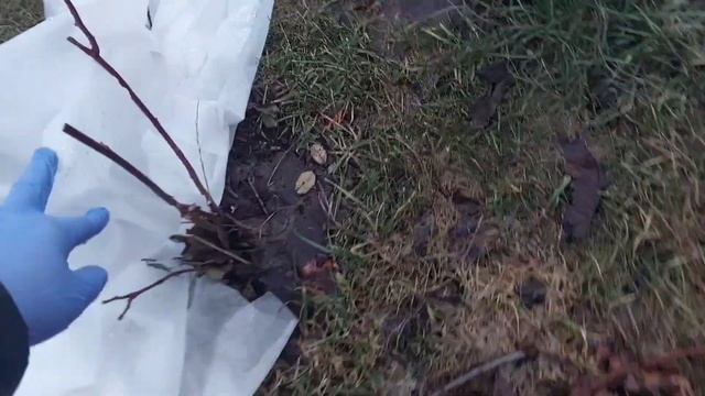 Как перезимовали розы и крупнолистные гортензии.Мой опыт. смотреть онлайн