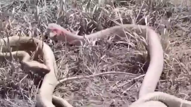 змея пожирает змею жесть!!! смотреть онлайн