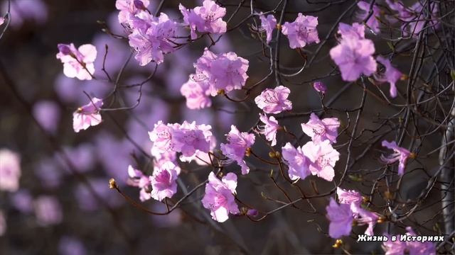 В награду за спасение старенькой мамы, богач взял официантку из деревни горничной… А когда сирота.. смотреть онлайн