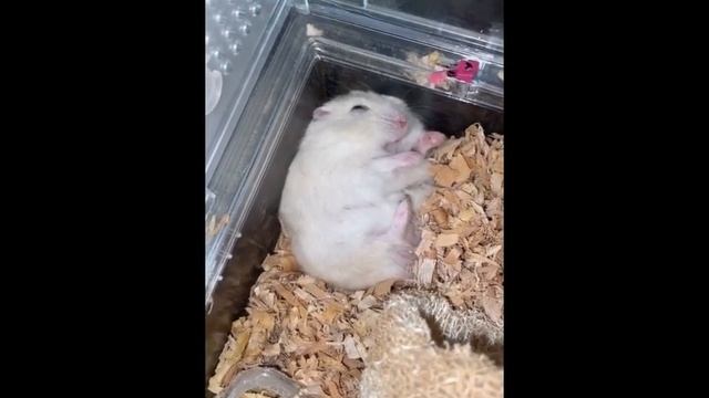 Смешные и милые хомяки №18 смотреть онлайн