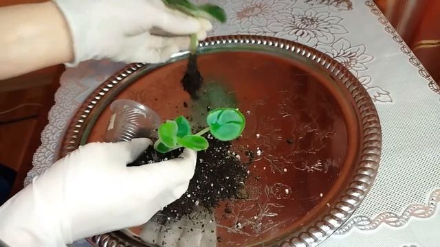 РС - ГЕРЦОГИНЯ. Отделяю детку от материнского листа смотреть онлайн