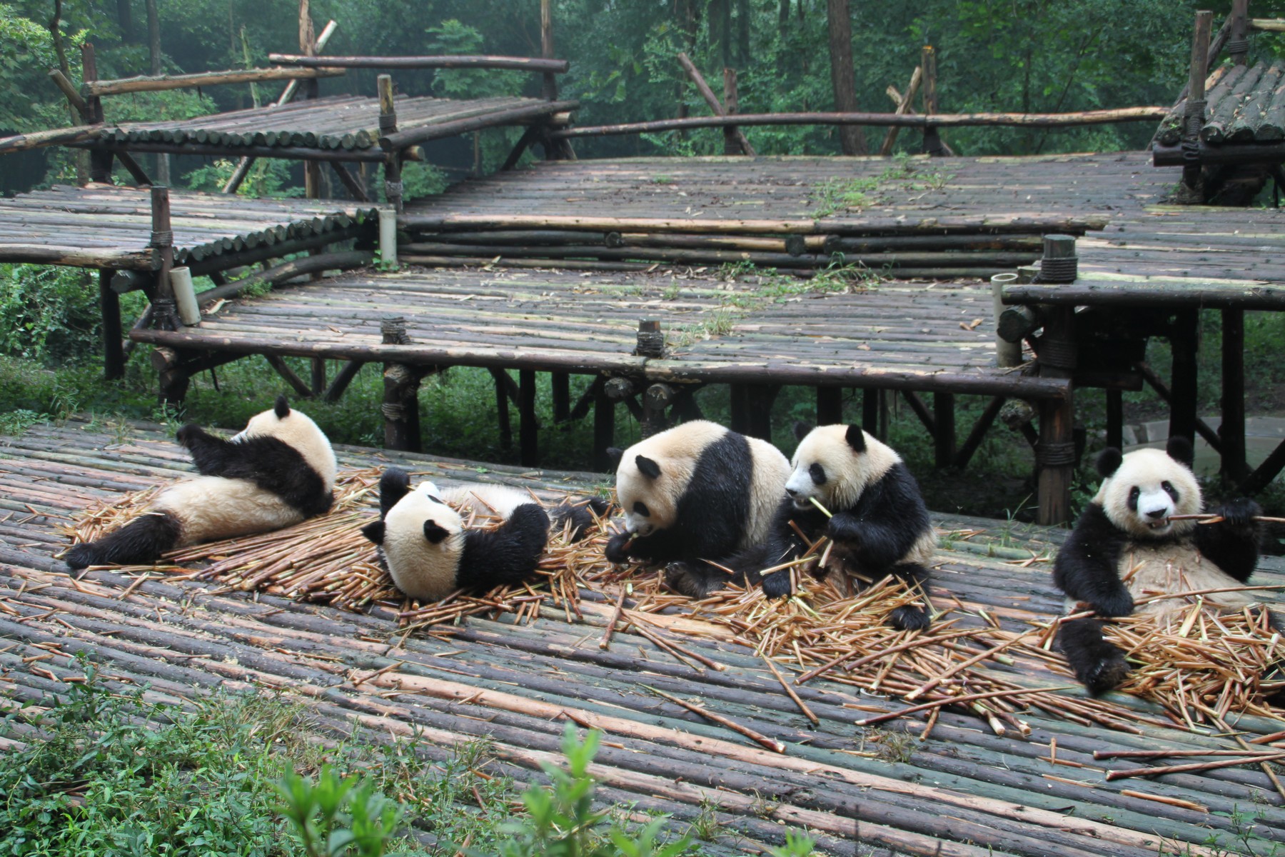 201609 Китай Чэнду Заповедник панд смотреть онлайн