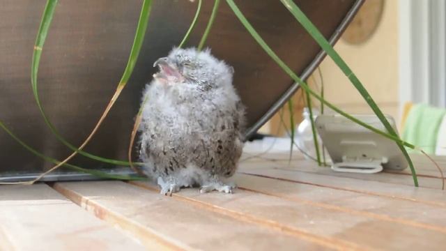 Scops Owl Chick (Otus Scops) - As cute as it gets ... смотреть онлайн