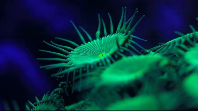 Ночной морской аквариум. TimeLapse. Съемка в ультрафиолетовом освещении. 420Нм смотреть онлайн