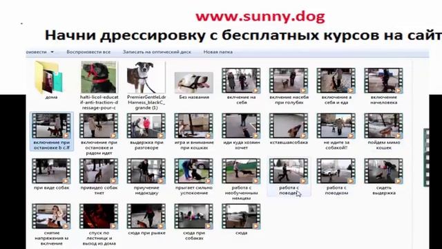 Как отучить собаку тянуть поводок. Учим собаку идти рядом с вами. Часть 6 смотреть онлайн