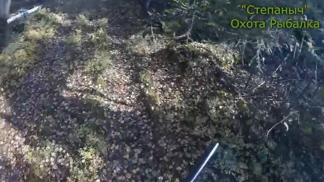 Снова пилим путик Добыл рябчика Пожалел утку (2 часть) 290918 смотреть онлайн