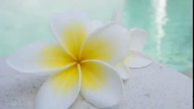 Frangipani at Villa Carissa Seminyak Bali смотреть онлайн