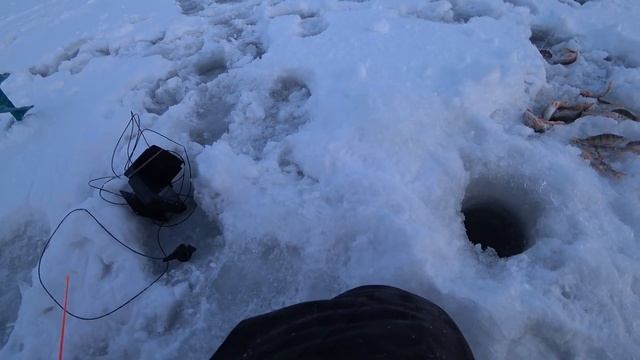 ТОЛЬКО УСПЕВАЙ ТАСКАТЬ ИХ! Ловля ОКУНЯ на ЖИВЦА! смотреть онлайн