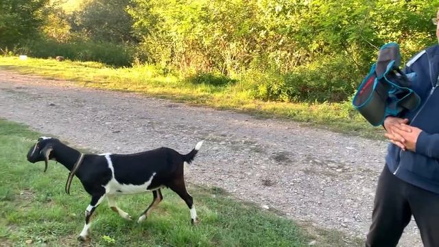 #446 Жизнь на хуторе ранней осенью смотреть онлайн