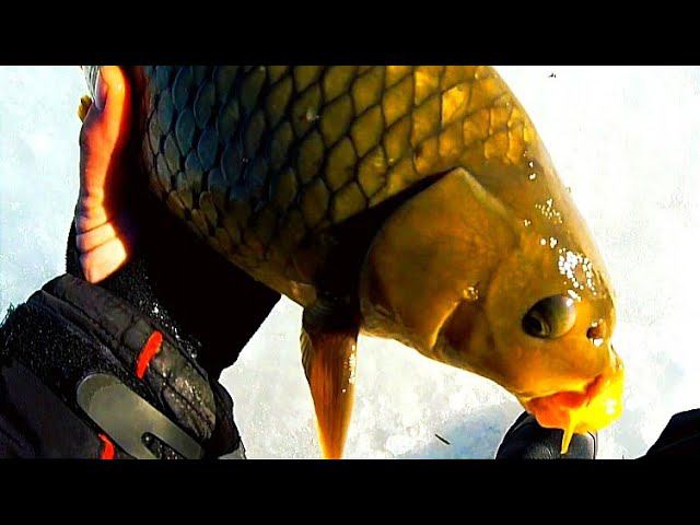 САЗАНЫ !!! ЗАЛАМЫВАЮТ КИВКИ И ДАВЯТ ВНИЗ !!!!! Их ловят ЗУБАМИ !!! ЗИМНЯЯ РЫБАЛКА НА САЗАНА!!! смотреть онлайн