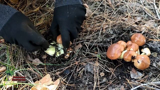 Маслят по осени считают#грибы2022#маслята#mushrooms 2022 #butter#золотаяосень смотреть онлайн