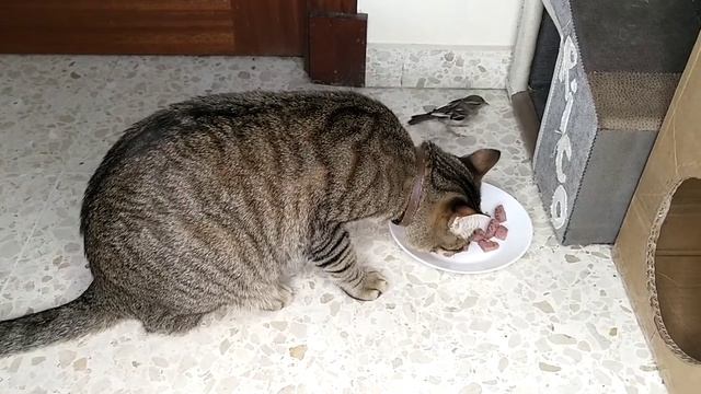 Как правильно кормить кота смотреть онлайн