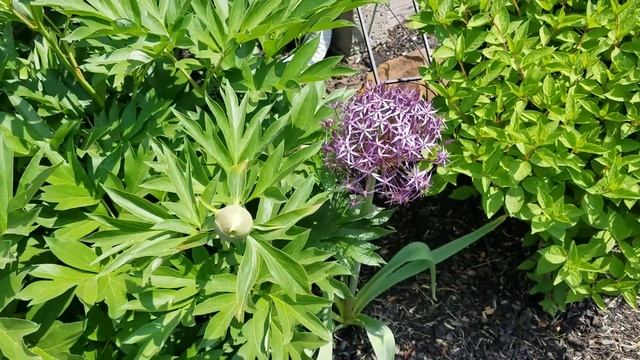 Hybrid Peony Bartzella