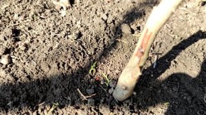 Обрезаем прививки на молодых деревьях. Результат окулировки прошлого года.