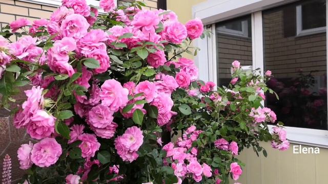 Розы , зимующие в моем саду без укрытия . На Урале. смотреть онлайн