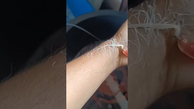 черьвяк смотреть онлайн