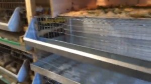 Самодельные клетки для перепелок. Размеры клетки для перепелов. Установка перепелиных клеток.