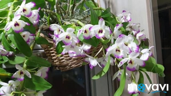 Дендробиум нобиле .Dendrobium nobile.