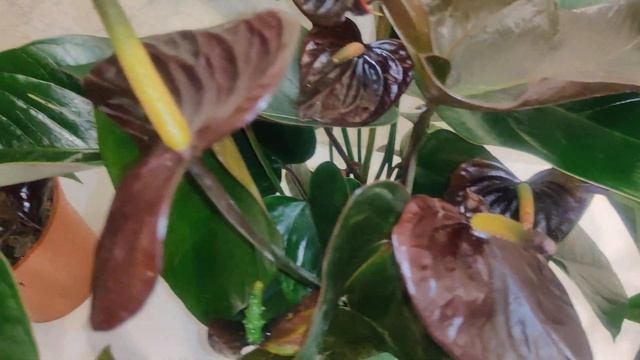 Цветы Вместе - Сравнение сортов Anthurium Black Beauty, Anthurium Black Paris, Anthurium Black Love