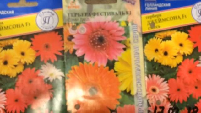 ГЕРБЕРА 21.02.18 Посев герберы джеймсона смотреть онлайн