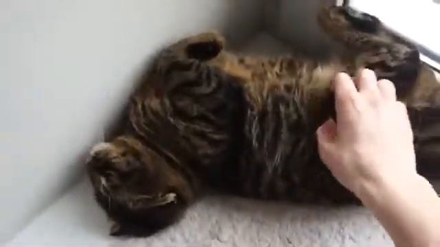 Гладит вислоухого кота смотреть онлайн
