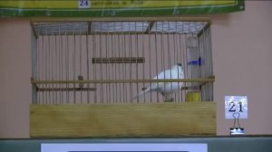 VІІІ-й чемпионат канареек овсяночного напева "Лучший кенар-солист 2018"