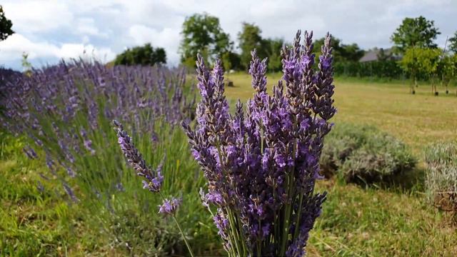 Lavandula x intermedia Grosso смотреть онлайн