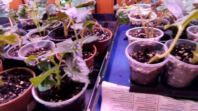 Много растений, много работы, обзор черенков и клубней смотреть онлайн