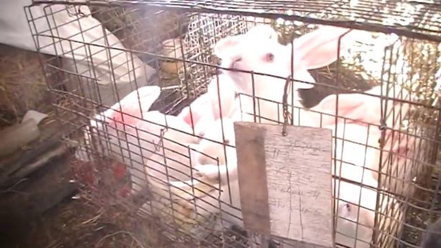 Клетка для кроликов, откорм на 50 голов. Темп роста молодняка. смотреть онлайн