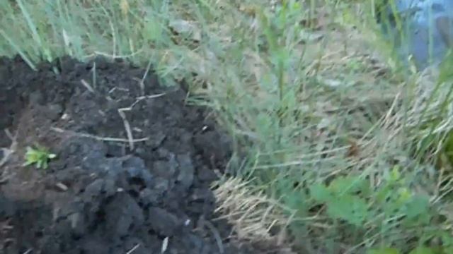 Удачный коп монет возле города, поиск с металлоискателем. смотреть онлайн