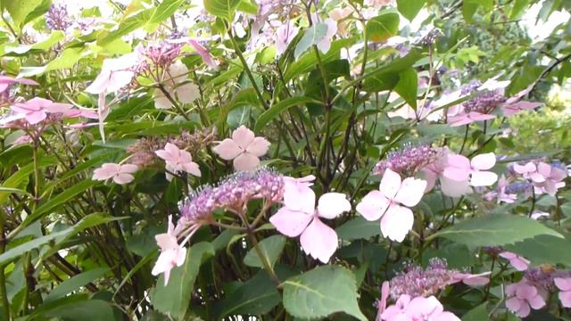 Hydrangea - Hortensía - Hindarblóm - Flauelsishind - Garðagróður - Skrautrunni - Stofuplanta смотреть онлайн
