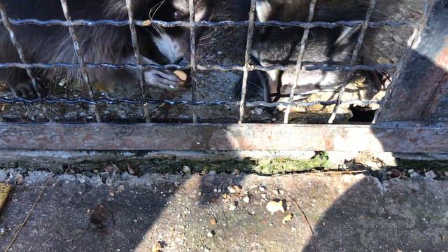 Енотам понравилось детское печенье) Тайган Raccoons liked baby biscuits) Taigan смотреть онлайн