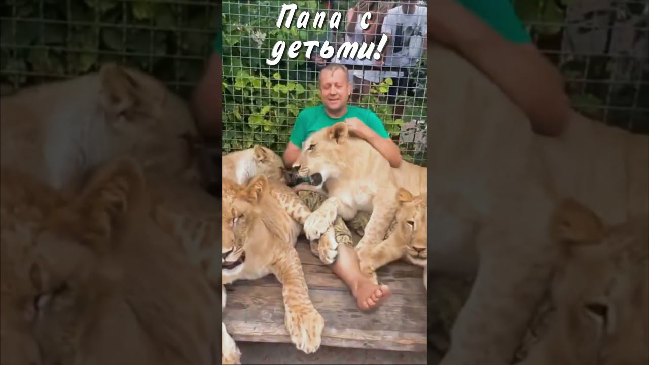 Ап, и львы все у ног его сели. #тайган #олегзубков #львы #shortvideo смотреть онлайн