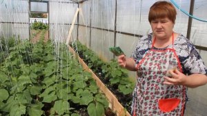 Болезни Огурцов. Эффективная Профилактика Болезней Огурцов.